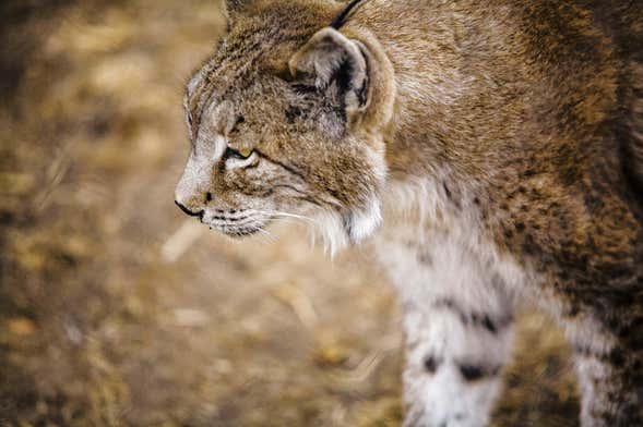 Escursione a Doñana
